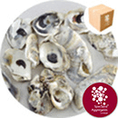 Sea Shells - Natural Oyster
